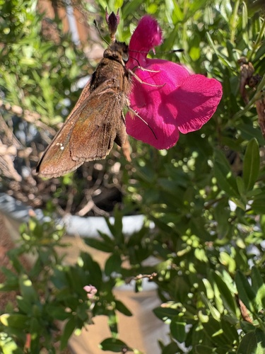 Clouded Skipper