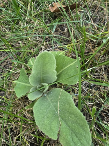 great mullein