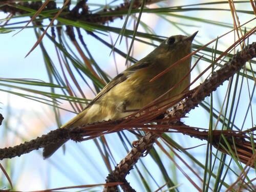 Ruby-crowned Kinglet