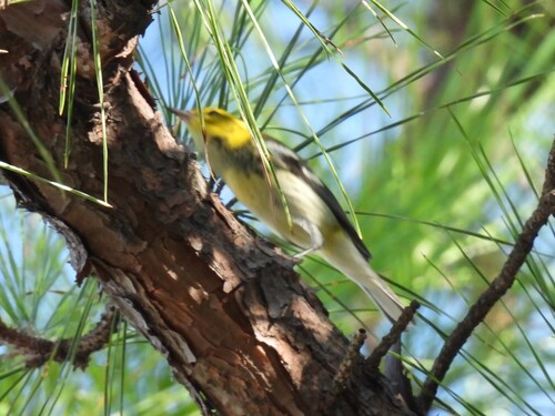 Black-throated Green Warbler