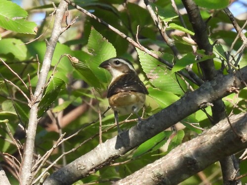 Rose-breasted Grosbeak