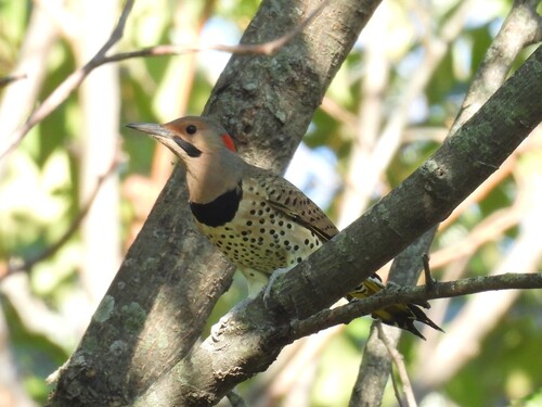 Northern Flicker