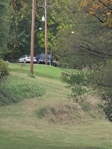White-tailed Deer