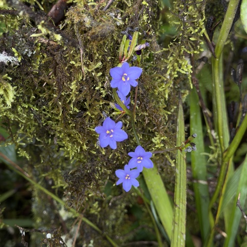 Blue corn-lily