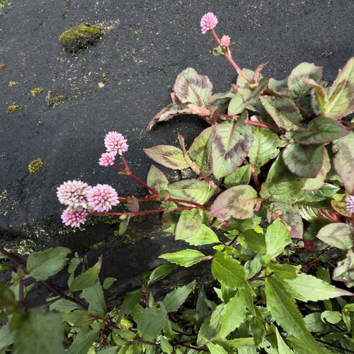 pink knotweed