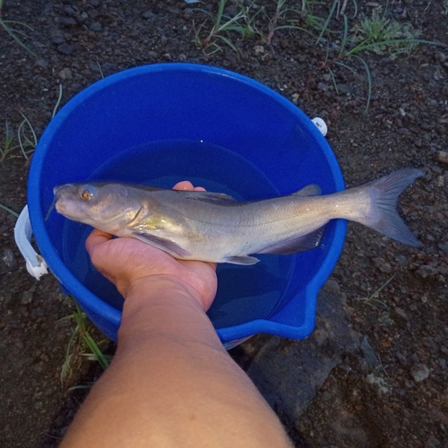 Channel Catfish
