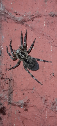 Mediterranean Spiny False Wolf Spider