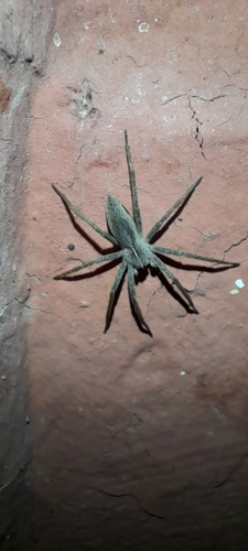 European Nursery Web spider