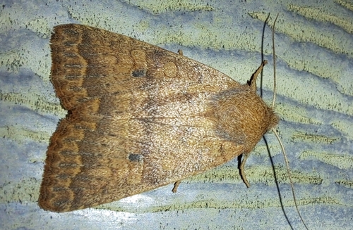 Bicolored Sallow