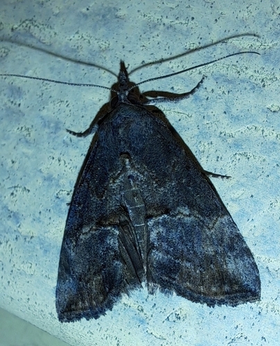 Green Cloverworm Moth