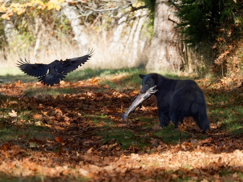 Black Bear sighting near Nanaimo
