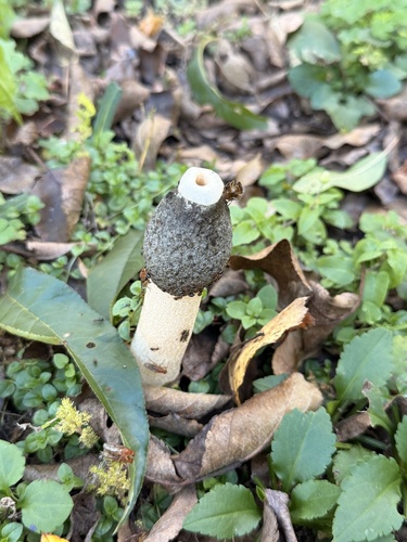 Ravenel's stinkhorn