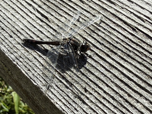 Black Meadowhawk