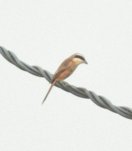 Brown Shrike