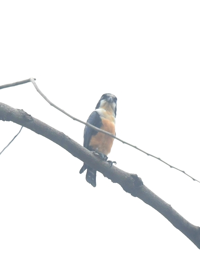 Black-thighed Falconet