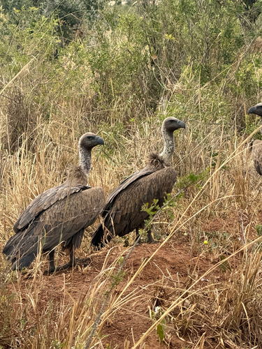 White-backed Vulture