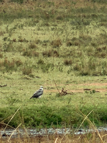 Martial Eagle