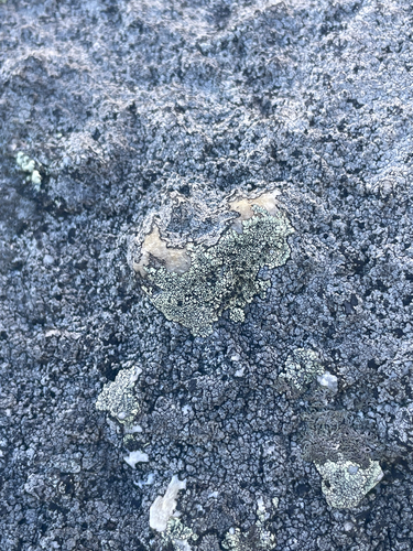 Golden Moonglow Lichen