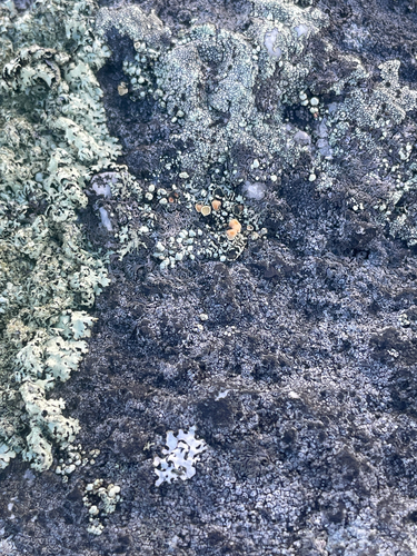 Scattered Rock-posy Lichen
