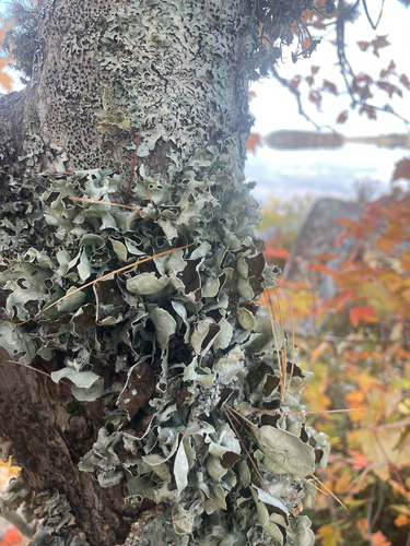 perforated ruffle lichen