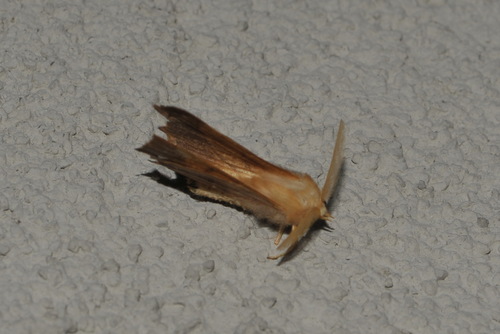 Dusky Thorn