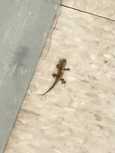Mediterranean House Gecko