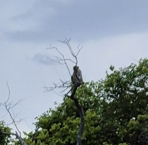 Toque Macaque