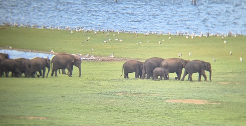Asian Elephant