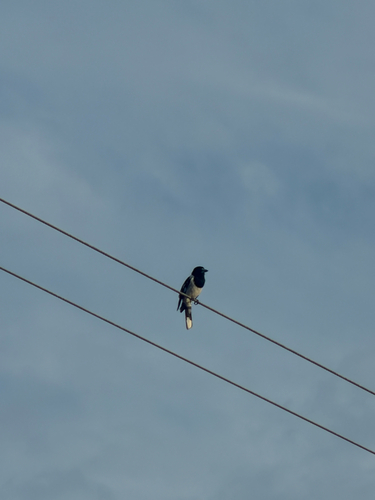Pied Butcherbird