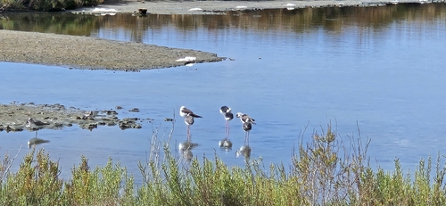 Black-winged Stilt