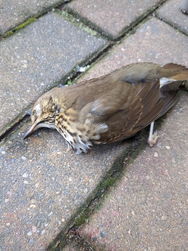 Song Thrush