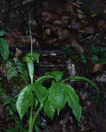whipcord cobra lily