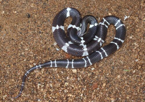 Common Krait