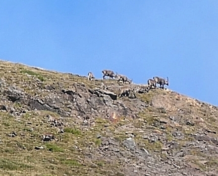 Alpine Ibex
