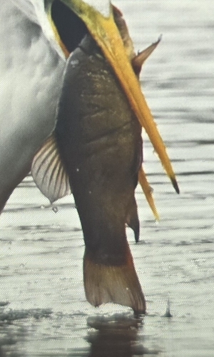 Tench