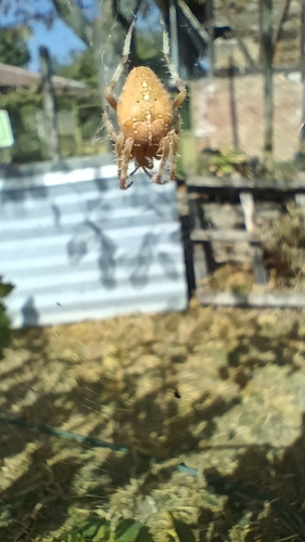 Cross Orbweaver