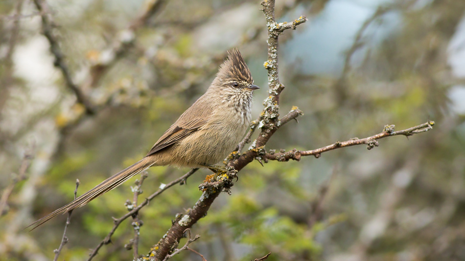 Tufted Tit-Spinetail photo
