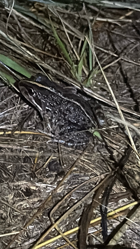 Spotted Marsh Frog