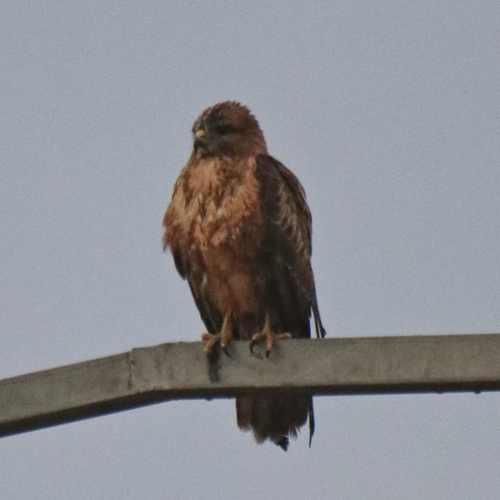 Atlas Long-legged Buzzard