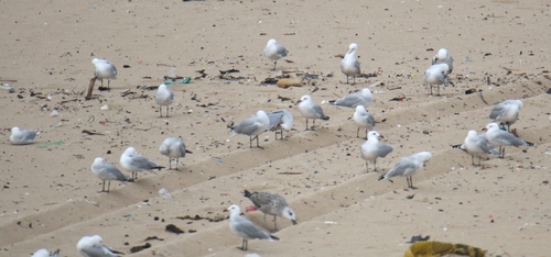 Audouin's Gull
