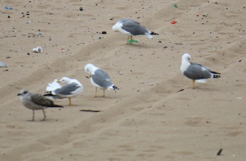 Yellow-legged Gull