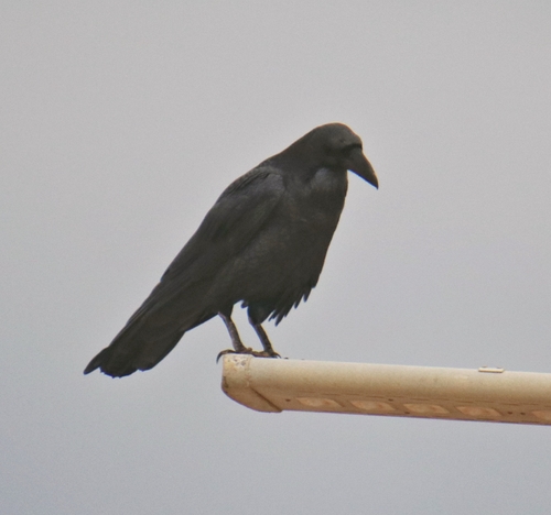 Common Raven
