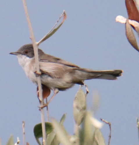 Sardinian Warbler
