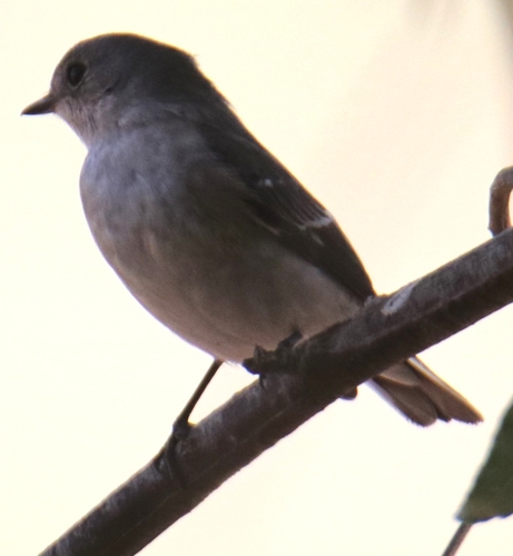 European Pied Flycatcher