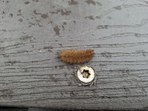 Ruby Tiger Moth