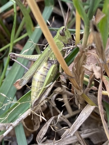 Steppe Grasshopper