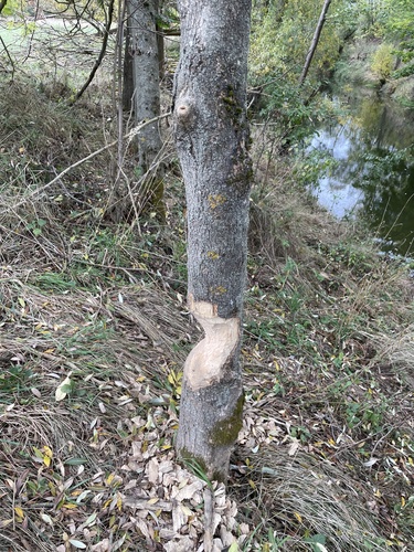 Eurasian Beaver