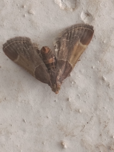 Meal moth