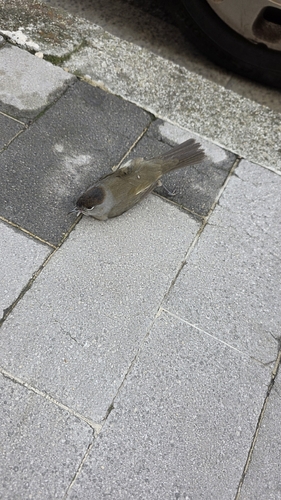 Eurasian Blackcap