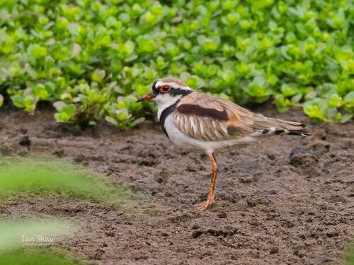 Black-fronted Dotterel